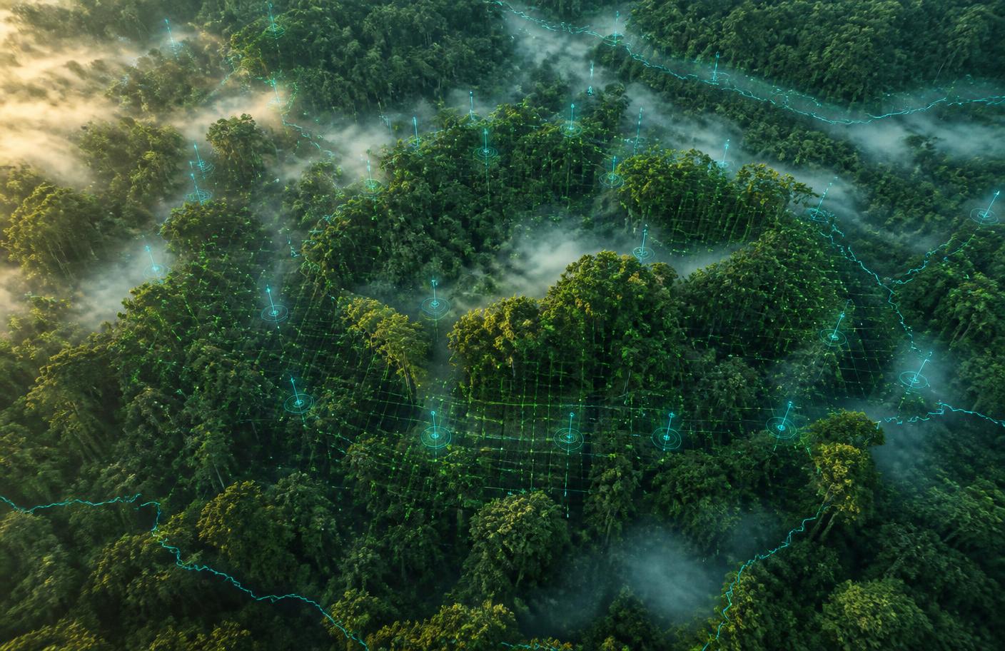 Aerial forest canopy with geo-spatial monitoring grid and sensor nodes